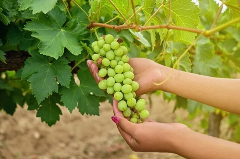 未来のワインと英語力ゼロからの挑戦PIWIワインで知るサスティナブル＆国際ワイン資格への道