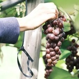 風土と人で知る日本ワイン1氷見・SAYS FARM編