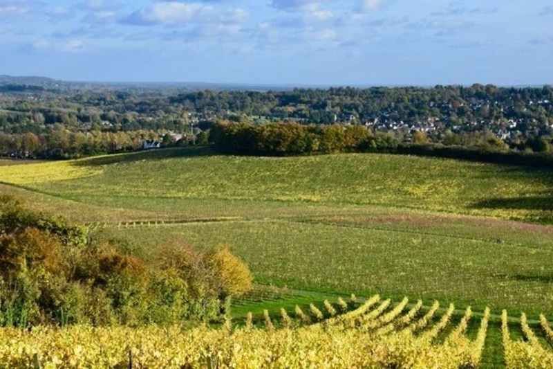 Encepage/アンセパージュ　第3回　丁度5年経過した日本ワイン