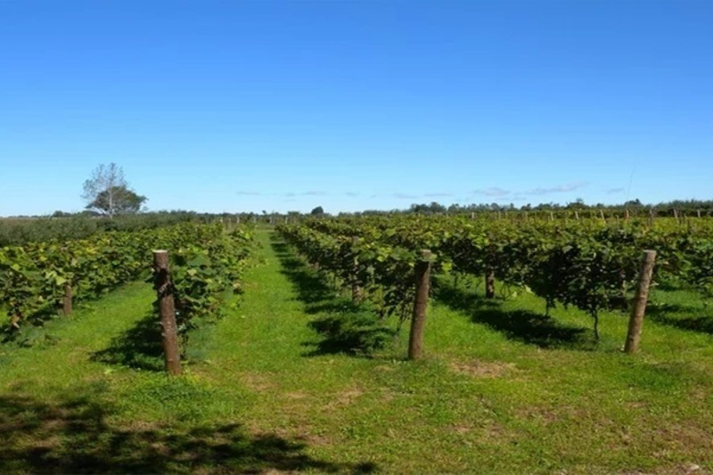 日本発の国際登録品種「山幸」を語る！相澤ワイナリー相澤一郎氏×山田貢　～OIV登録品種「山幸」生産者の声を聞く～