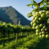 イタリアの土着品種フルコース ~ 一歩踏み込んだ土着品種講座 ~