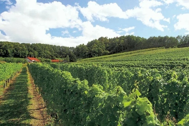 今こそ知ろう！　初めての日本ワイン講座
