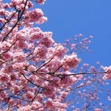 桜舞う新宿御苑で味わうフカヒレが引き出す、ボルドーの素顔