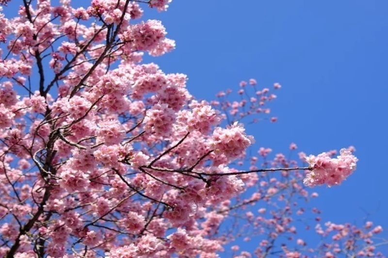 桜舞う新宿御苑で味わうフカヒレが引き出す、ボルドーの素顔