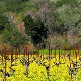 分かった気になるカリフォルニアワインとりあえず●●飲んでみよう