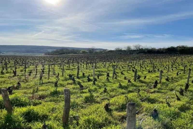 今更聞けない？ブルゴーニュの話ブルゴーニュ地方の魅力にハマる一歩