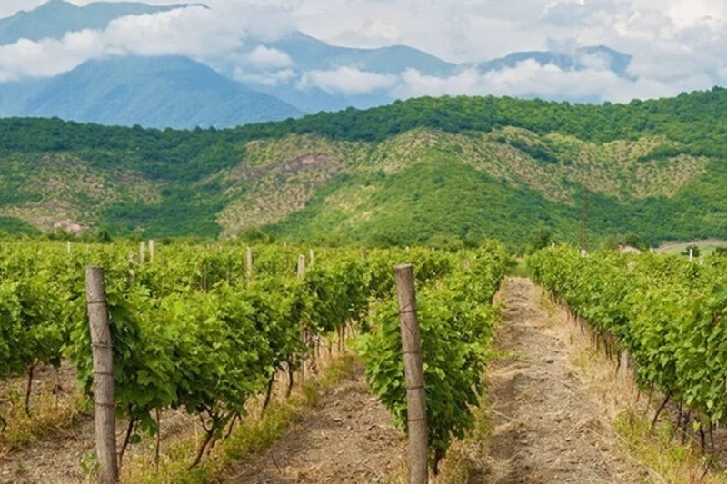 8000年の歴史　ジョージアワインへの誘い　クヴェヴリとテラコッタで造るワイン