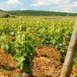 2026 真実のピノ・ノワール〜世界を旅して見つけよう〜世界のピノ・ノワールを6種飲み比べます