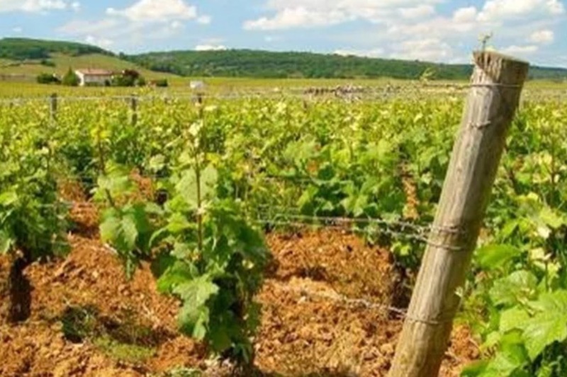 2026 真実のピノ・ノワール〜世界を旅して見つけよう〜世界のピノ・ノワールを6種飲み比べます