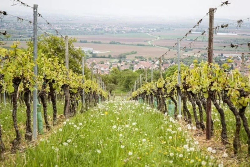 Partons à la découverte de l'Alsace　フランス語でワインを学ぼう～アルザス編