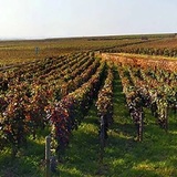 ブルゴーニュの精髄 1Musigny 1999