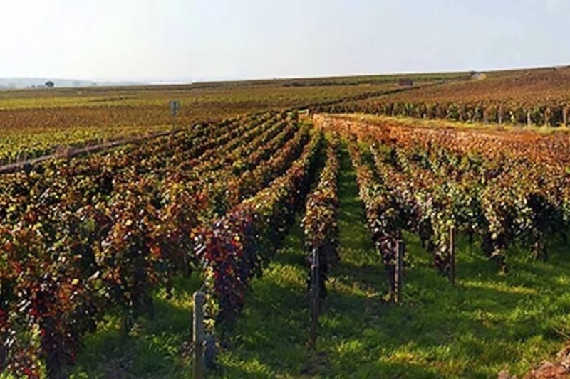 ブルゴーニュの精髄 1Musigny 1999