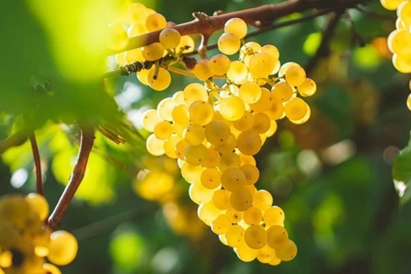 2026真実のシャルドネ〜世界を旅して見つけよう〜世界のシャルドネを6種飲み比べます