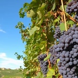 レベルアップしたキアンティ・クラッシコ ~キアンティ・クラッシコのお土産付き~