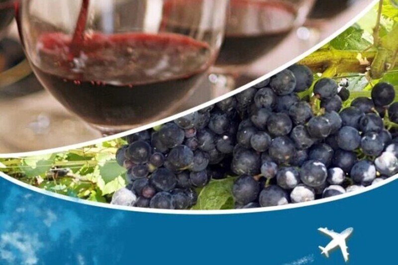 MY CELLAR No.4 百合枝’s Blind Tasting Cabin｜Flight.2　テーマ：ピノ・ノワール