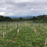 ヴィティカルチャー実践講座:ブドウ苗木の選定と戦略品種・クローン・台木の最適解を追求する