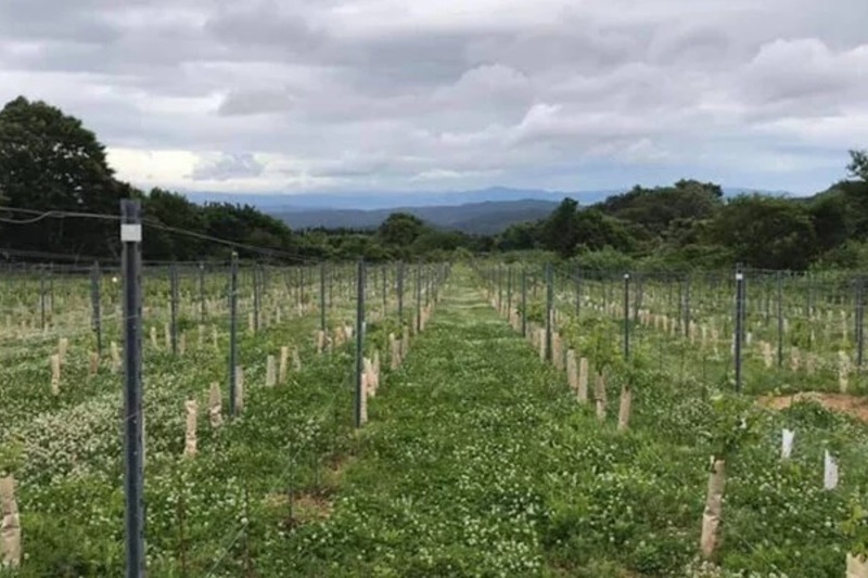 ヴィティカルチャー実践講座：ブドウ苗木の選定と戦略品種・クローン・台木の最適解を追求する