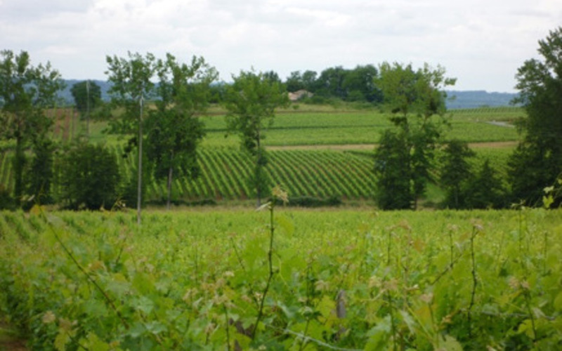 環境、醸造において自然なスタイルを追求。未来に続くワイン造りを目指す。