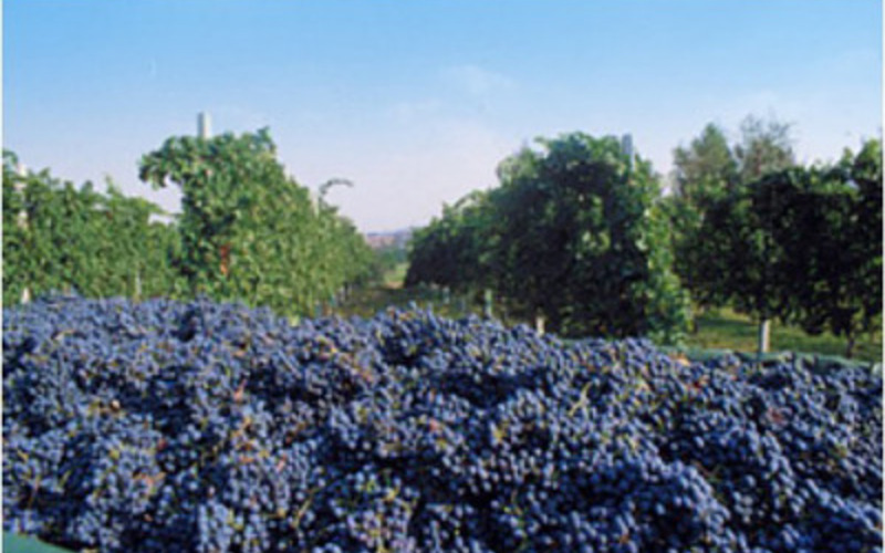ランブルスコは、ブドウ品種の名前でもある