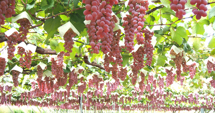 日本ワインが熱い！ なぜ日本ワインは進化したのか？