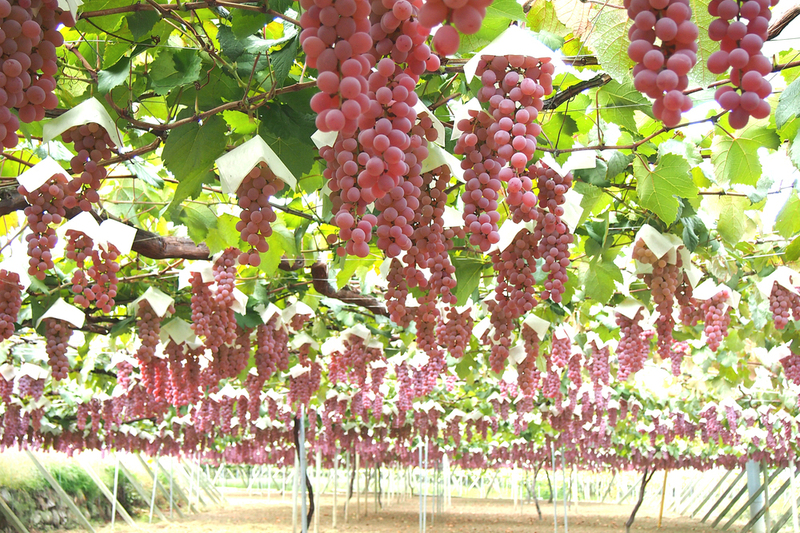 日本ワインが熱い！ なぜ日本ワインは進化したのか？