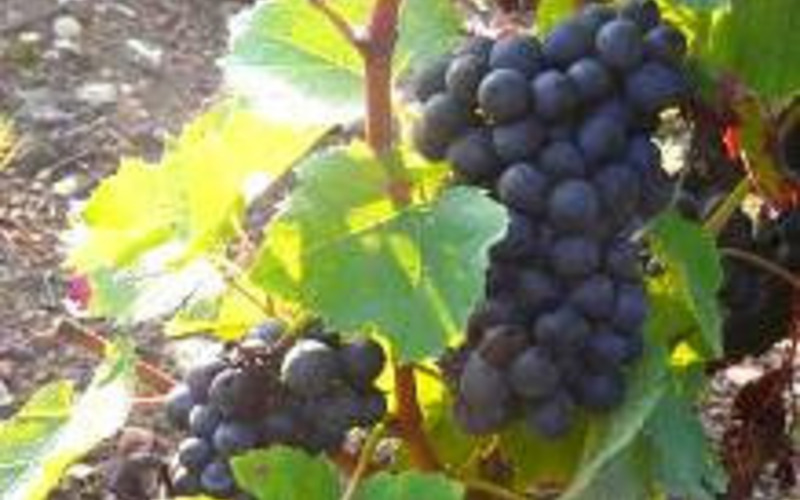 魔法の品種、ガメイ