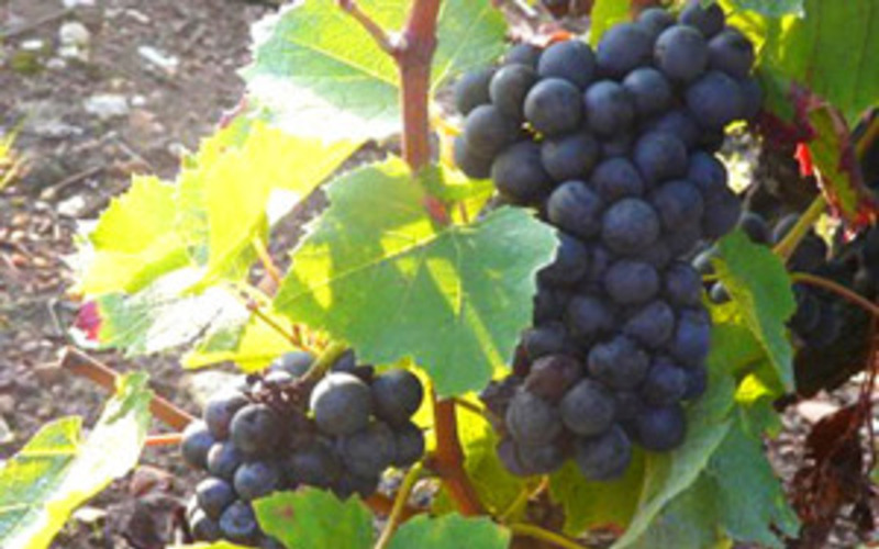 魔法の品種、ガメイ