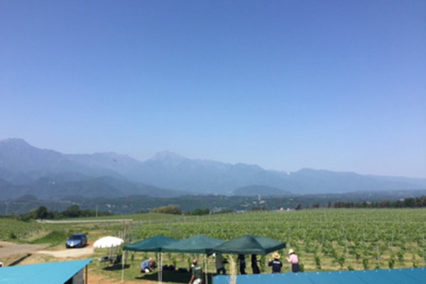 ブドウ畑の体当たりレポート！芽かき編