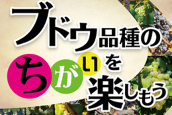 ぶどう品種のちがいを楽しもう