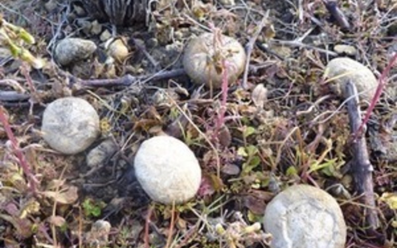 畑にウニの化石!?かつて海底だった畑で生まれるミネラル