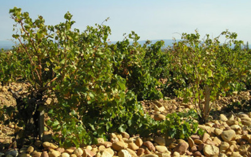 「自然との共存」を大切にした丁寧なブドウ栽培