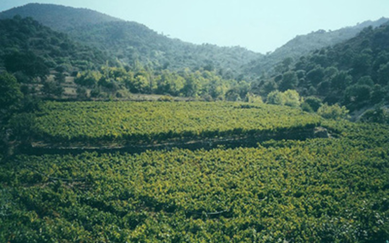 歴史の中で一度は消滅したワイン造り。古代の銘醸地レスヴォス島産ワインの復活