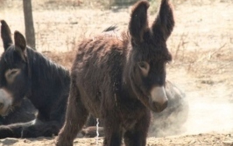 ロバを飼う