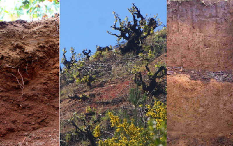 冷涼な南部チリ、特別な花崗岩土壌と古木の存在