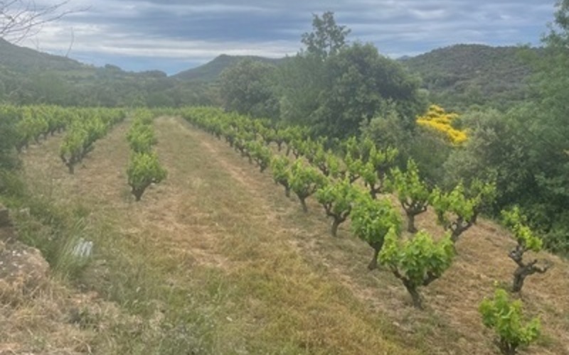 美しい自然に囲まれたワイン産地