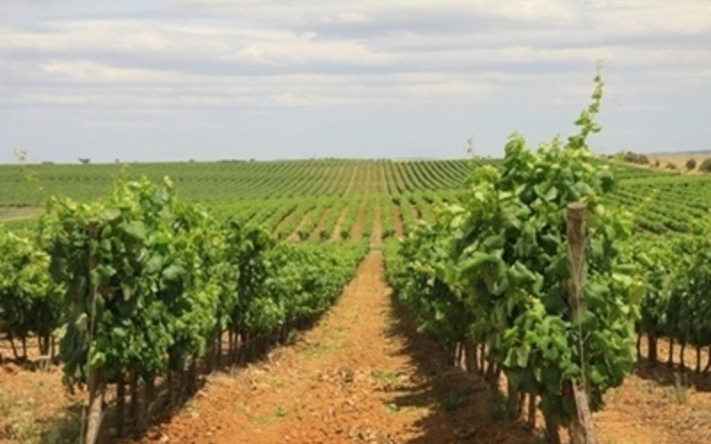 ポルトガル南部、旨安ワインの宝庫「アレンテージョ」