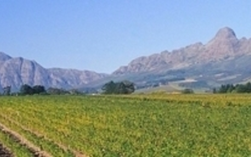 ボルドーの醸造哲学を南アフリカの地で実践