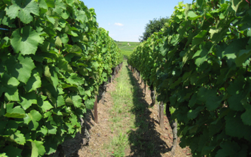 フランスで最も降水量の少ないワイン産地、アルザス