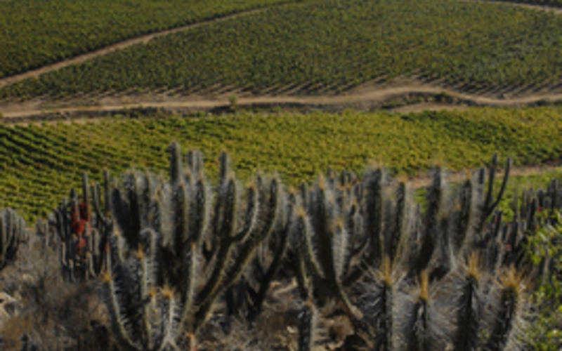チリの生産者なら誰もが畑を持ちたいと願う特別な産地　リマリ･ヴァレー内「ケブラダ・セカ」