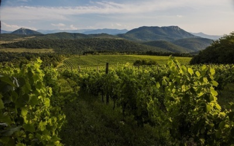 「すべては自然が創るもの」土地の個性を素直に表現するワイン造り