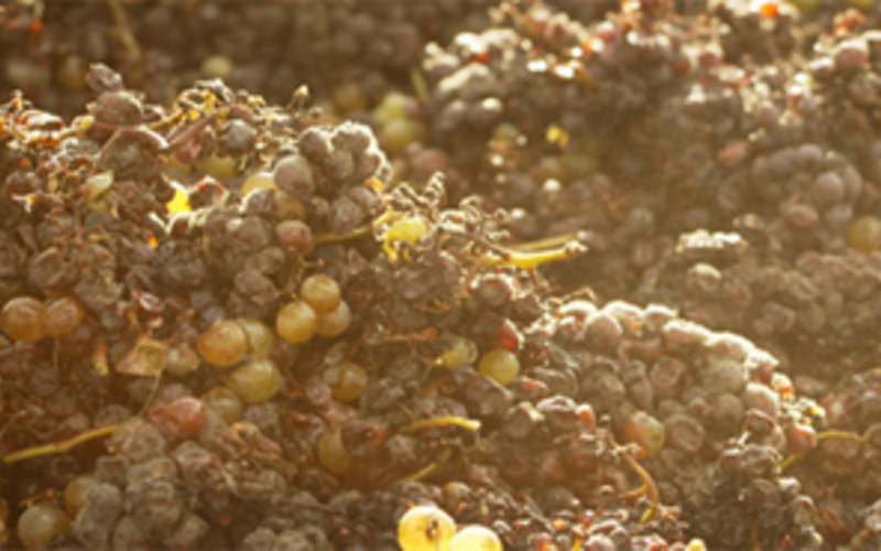 貴腐菌によって濃縮されたブドウが幾度にも分けて収穫される