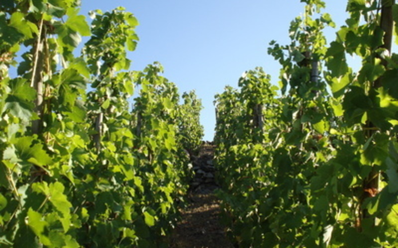 土とブドウ、テロワールを表現したワインを