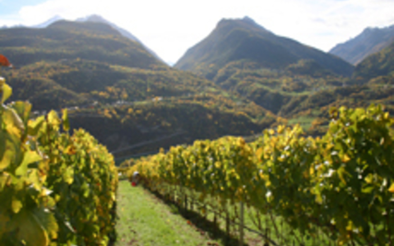 フランスとの国境、550ｍ以上のアルプス山系から届く、表情豊かなテロワールワイン！