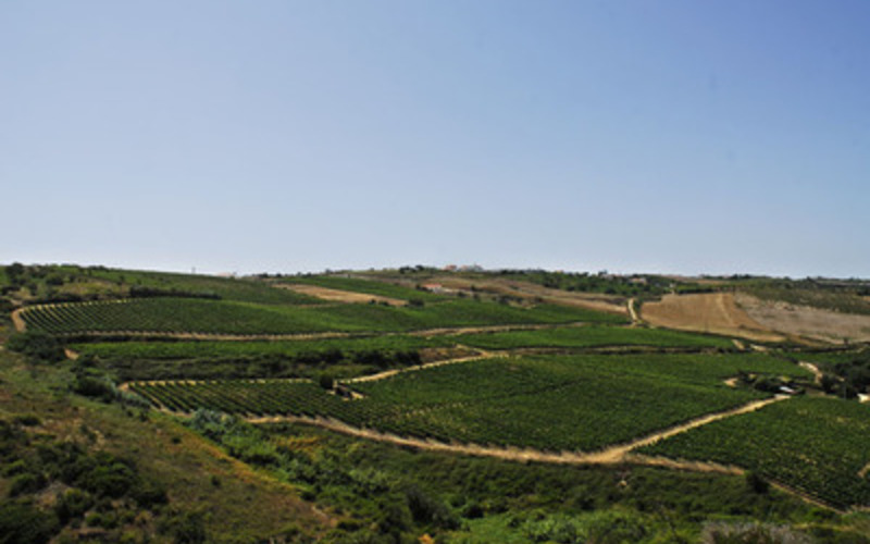 ポルトガルの地ブドウとテロワールを表現する生産者