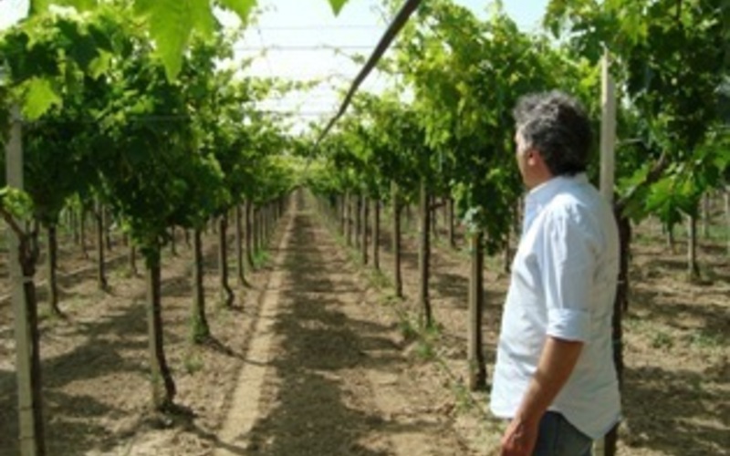 ウーヴァ・ディ・トロイア種に最適な畑で良質の赤ワインを造り上げる