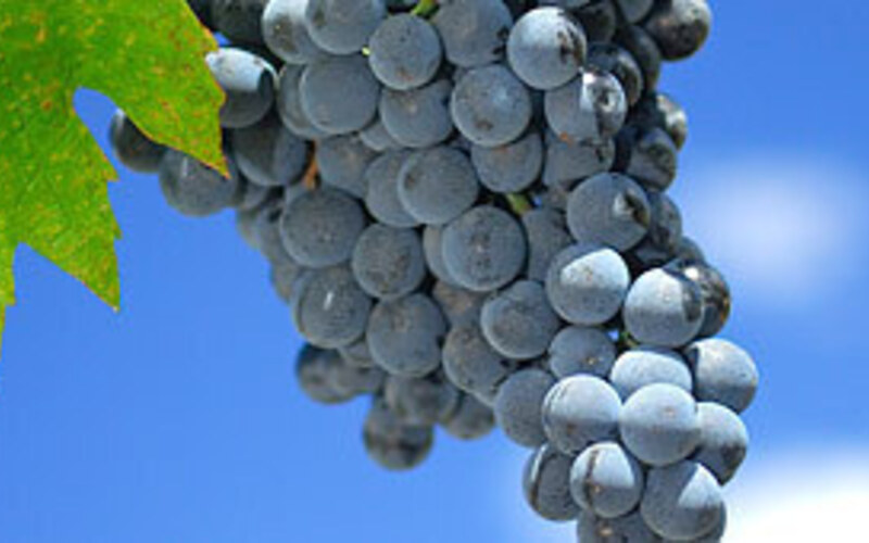 ドウロのブドウ品種の特性を活かして偉大なワインを造る