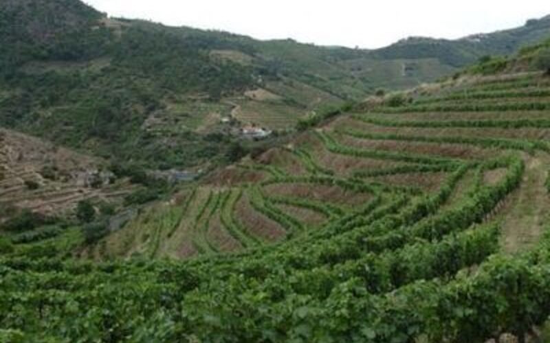 畑のポテンシャルを活かすために大手から買い取った畑で造るスティルワイン