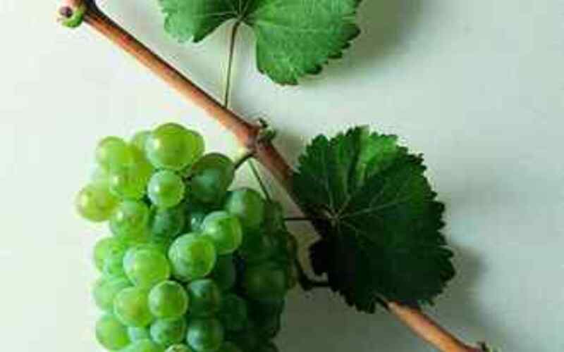 「スペイン最高レベルの白ワインの生産者」と謳われるルエダのボデガ