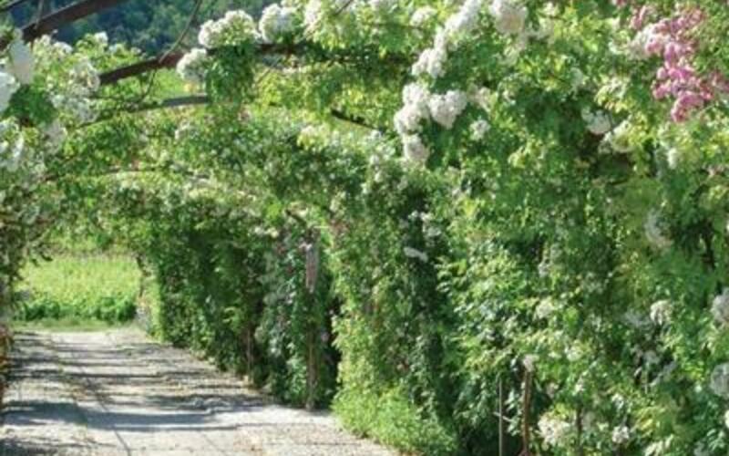 ローマ時代の大邸宅の跡地に広がるブドウ畑と、フランスで最も美しい庭の一つに数えられる庭