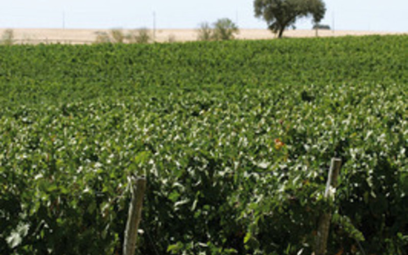 リーズナブルな価格ながら手摘み収穫と環境に配慮した栽培